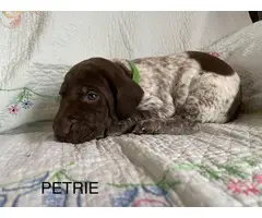 6 German Shorthaired pointer puppies for sale - 9
