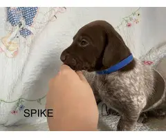 6 German Shorthaired pointer puppies for sale - 10