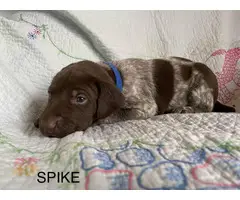 6 German Shorthaired pointer puppies for sale - 11