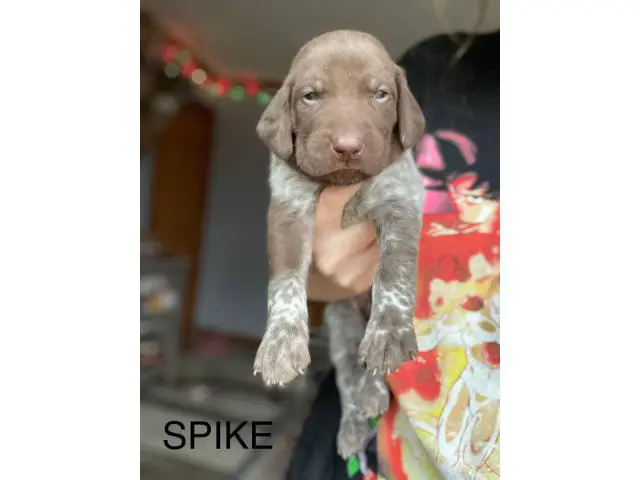 6 German Shorthaired pointer puppies for sale - 12/15