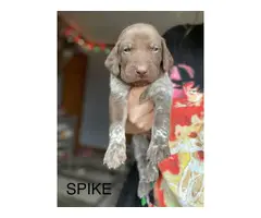 6 German Shorthaired pointer puppies for sale - 12