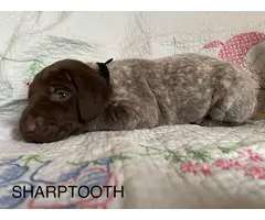 6 German Shorthaired pointer puppies for sale - 13