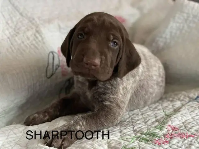 6 German Shorthaired pointer puppies for sale - 14/15