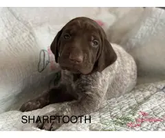 6 German Shorthaired pointer puppies for sale - 14