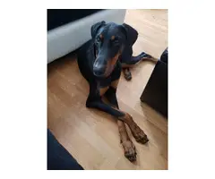 Full AKC Doberman puppy in need of a new home