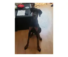 Full AKC Doberman puppy in need of a new home - 2