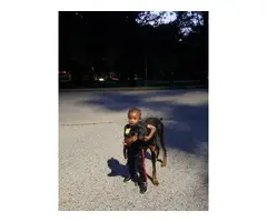 Full AKC Doberman puppy in need of a new home - 3