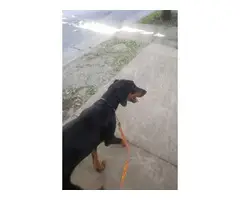 Full AKC Doberman puppy in need of a new home - 4