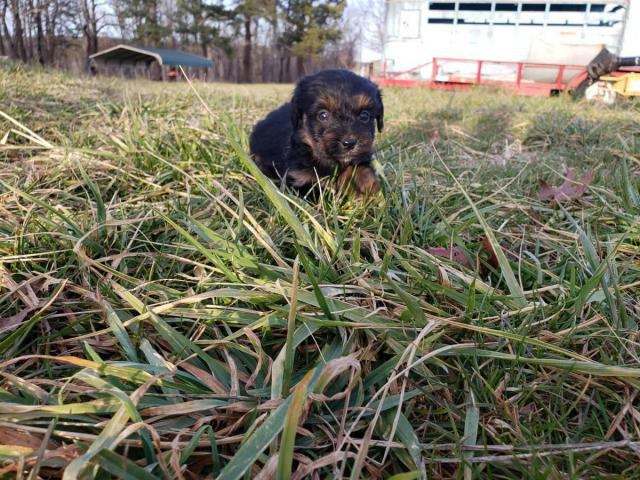 Dachshund Yorkie Puppies Chattanooga Puppies for Sale