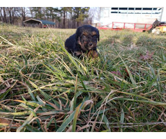 Dachshund Yorkie Puppies In Chattanooga Tennessee Puppies For Sale Near Me