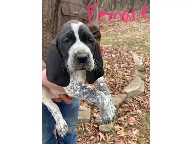 8 Bluetick Coonhound puppies for sale - 1/16