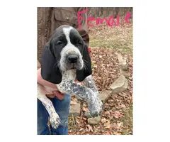 8 Bluetick Coonhound puppies for sale