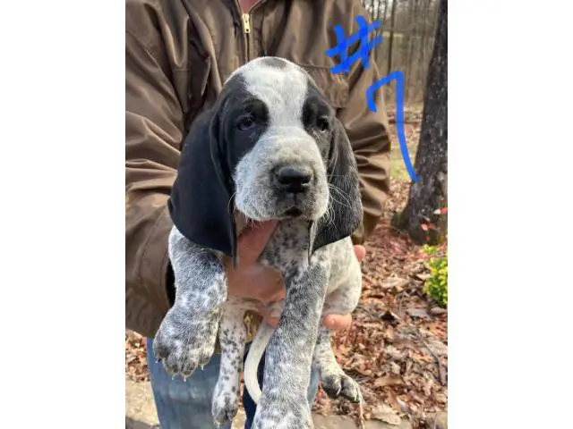 8 Bluetick Coonhound puppies for sale - 4/16
