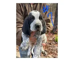 8 Bluetick Coonhound puppies for sale - 4