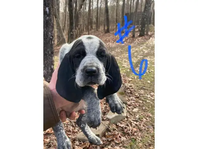 8 Bluetick Coonhound puppies for sale - 6/16