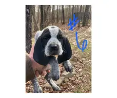 8 Bluetick Coonhound puppies for sale - 6