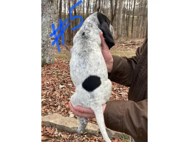 8 Bluetick Coonhound puppies for sale - 7/16