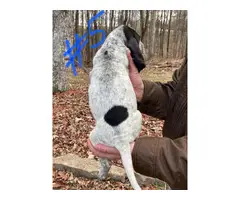 8 Bluetick Coonhound puppies for sale - 7