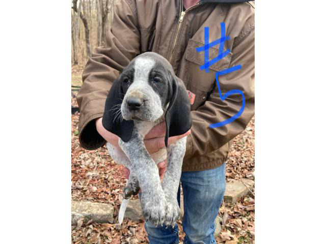 8 Bluetick Coonhound puppies for sale Bryant - Puppies for Sale Near Me