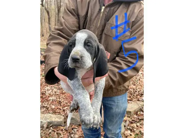 8 Bluetick Coonhound puppies for sale - 8/16
