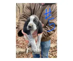 8 Bluetick Coonhound puppies for sale - 8