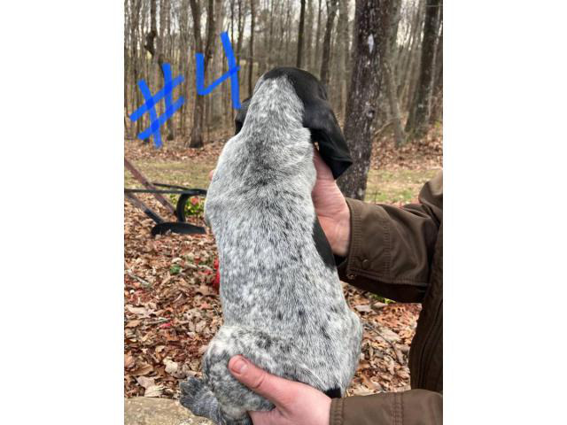 8 Bluetick Coonhound puppies for sale in Bryant, Alabama ...