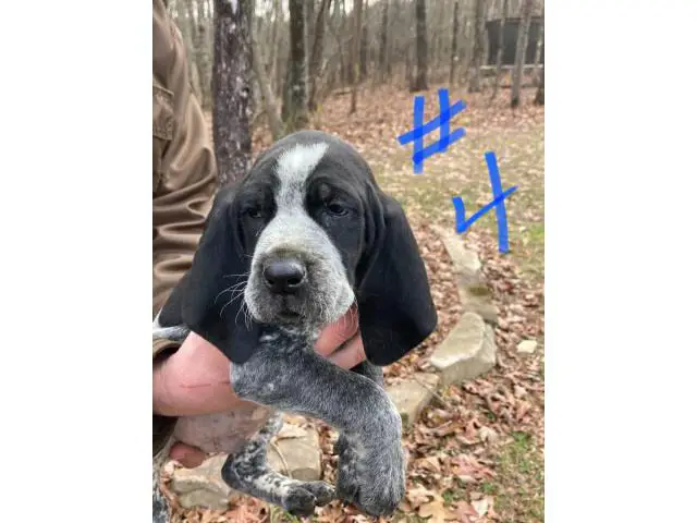 8 Bluetick Coonhound puppies for sale - 10/16