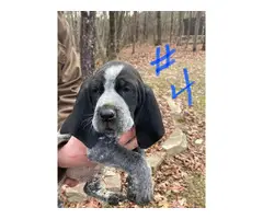 8 Bluetick Coonhound puppies for sale - 10