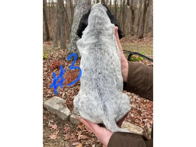 8 Bluetick Coonhound puppies for sale - 11/16