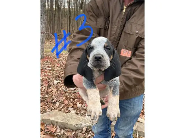 8 Bluetick Coonhound puppies for sale - 12/16