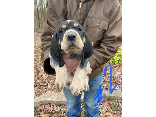 8 Bluetick Coonhound puppies for sale - 14/16