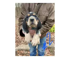 8 Bluetick Coonhound puppies for sale - 14
