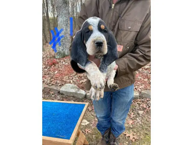 8 Bluetick Coonhound puppies for sale - 16/16