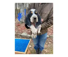 8 Bluetick Coonhound puppies for sale - 16