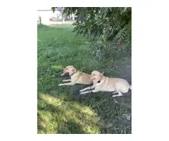 Purebred Yellow Lab Puppies for Sale - 5