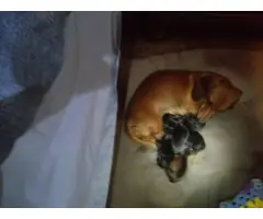 4 beautiful dachshund puppies for adoption - 2