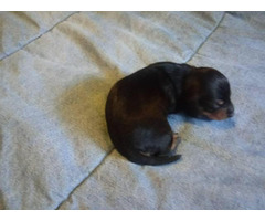 4 beautiful dachshund puppies for adoption in Ocala ...
