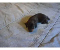 4 beautiful dachshund puppies for adoption - 4