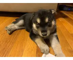 6 Shepsky puppies for adoption - 3