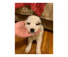 6 Shepsky puppies for adoption - 5