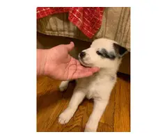 6 Shepsky puppies for adoption - 6