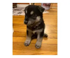 6 Shepsky puppies for adoption - 7