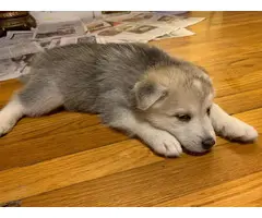 6 Shepsky puppies for adoption - 9