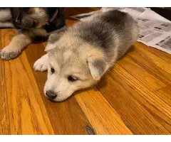 6 Shepsky puppies for adoption - 10