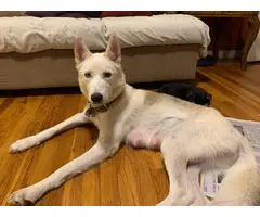 6 Shepsky puppies for adoption - 12