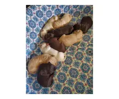 3 Labradoodle puppies available - 2