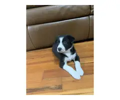 2 Purebred Border Collie Puppies for Sale - 2