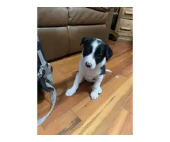 2 Purebred Border Collie Puppies for Sale - 3