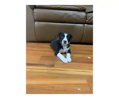 2 Purebred Border Collie Puppies for Sale - 5