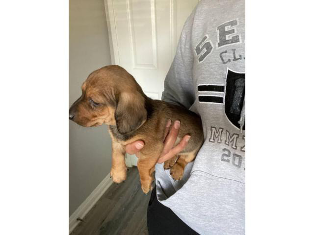 8 weeks old dachshund puppies for sale in Los Angeles